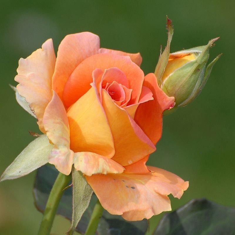 Close-up of a peach-orange rose with a rosebud on a blurred green background