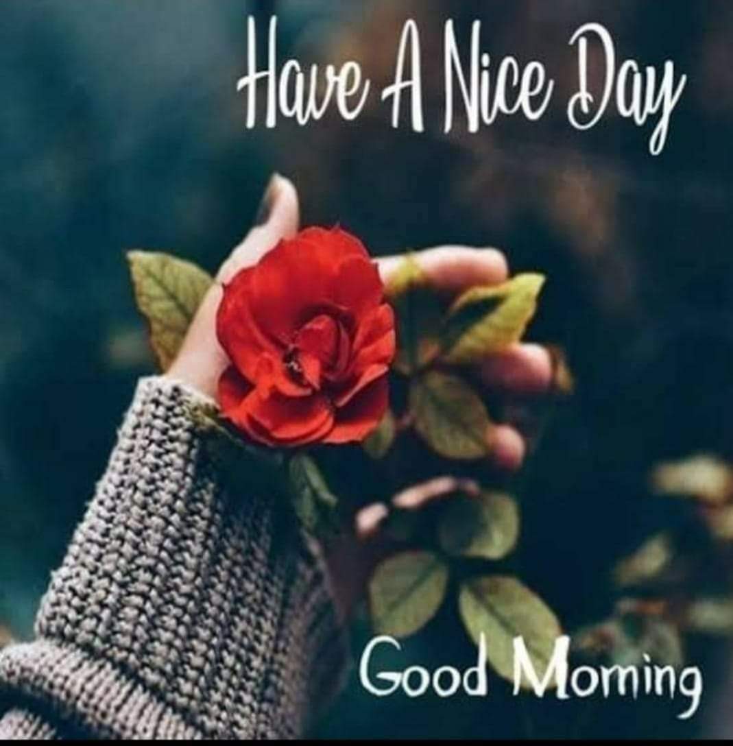Red Rose Good Morning
