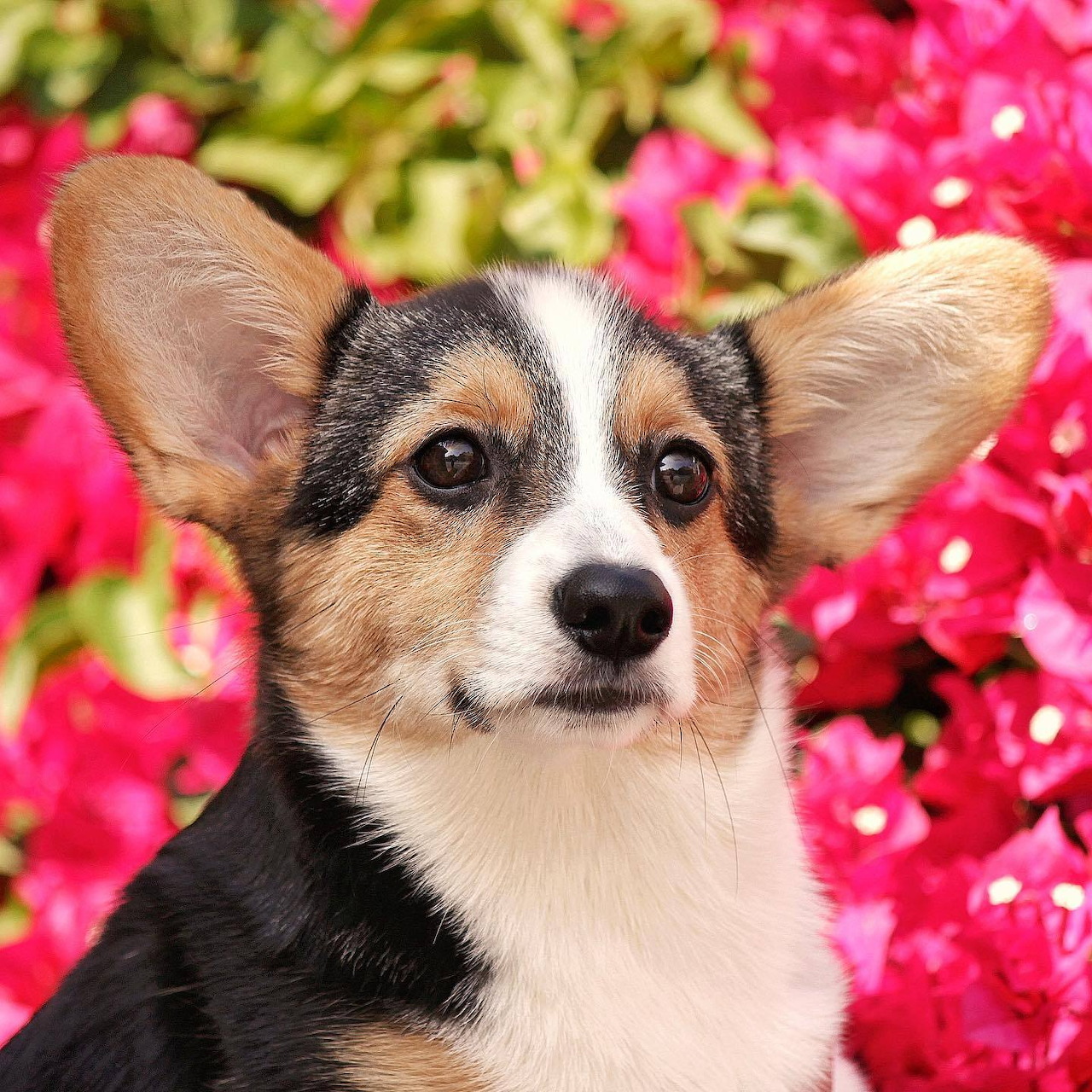 Close-up of a corgi dog with large ears against bright pink flowers