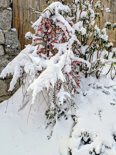 Snow-covered bush with red berries in a winter garden near a bamboo fence