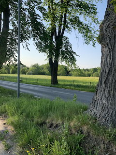 Country Road with Trees