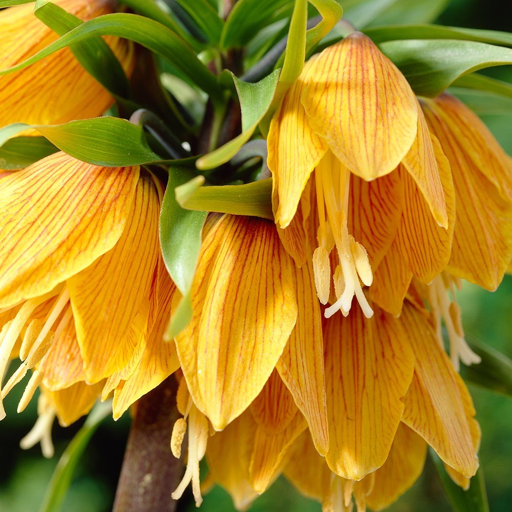 Orange-yellow crown imperial flowers with drooping bell-shaped petals and green leaves in close-up view