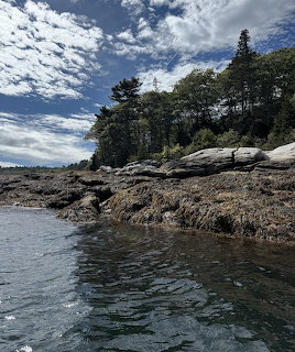Rocky Maine coastline with seaweed-covered rocks, pine trees, and blue sky with white clouds