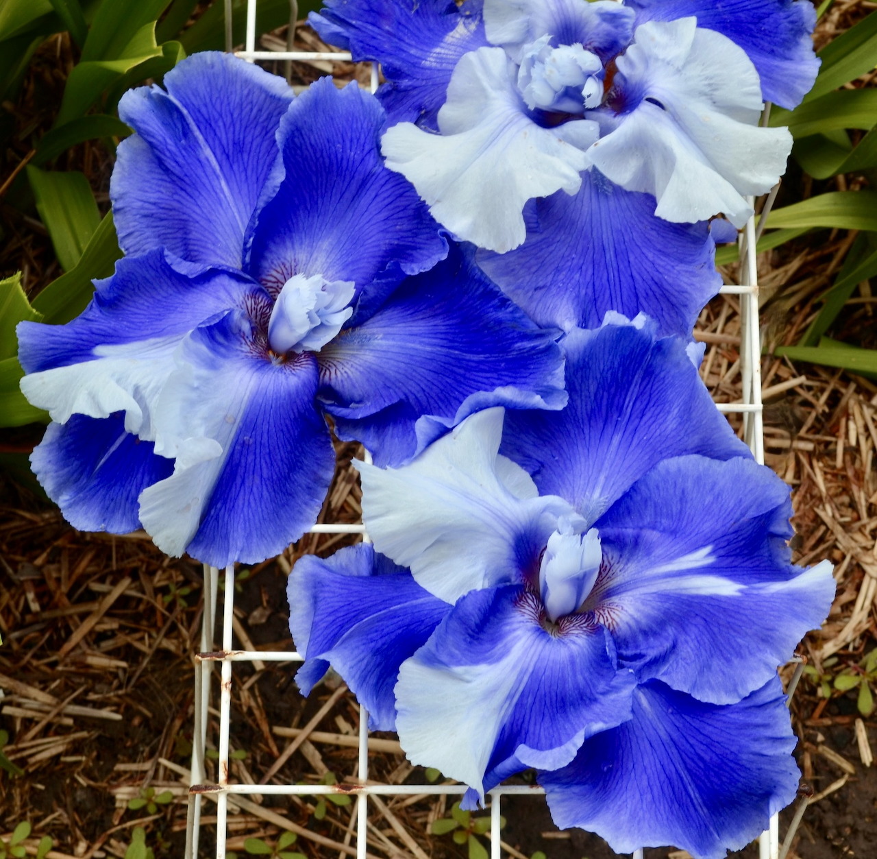 Blue Iris Flowers