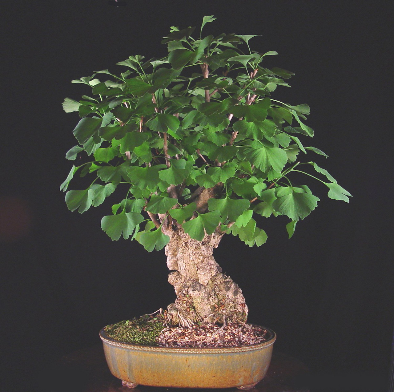 Ginkgo biloba bonsai tree with green fan-shaped leaves in brown ceramic pot on dark background