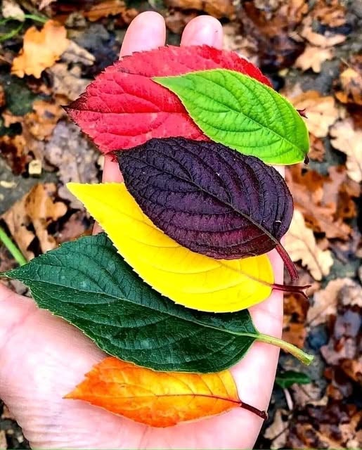 Colorful Autumn Leaves