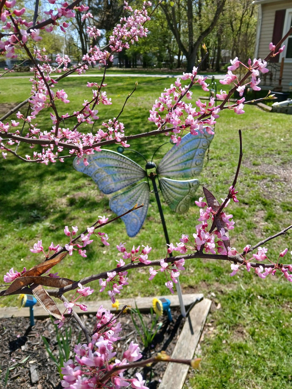 Red flower bud with a butterfly resting on a stem