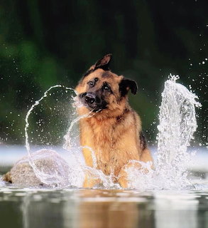 German Shepherd dog shaking water off while standing in a body of water with splashes flying