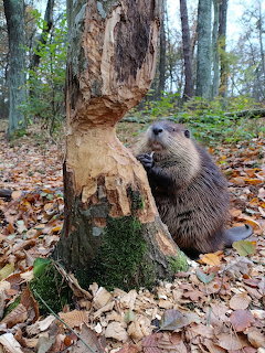 Beaver standing against gnawed tree trunk surrounded by autumn leaves in a forest