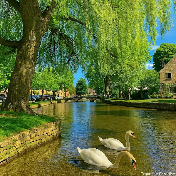 Two white swans swimming in a tree-lined canal in a quaint village with stone walkways