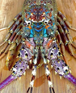 Colorful spiny lobster with intricate blue, orange, and purple patterns on a wooden surface