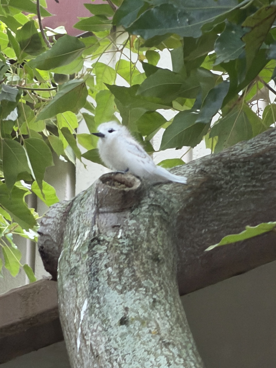 White tern chick perched on a thick tree branch among green leaves