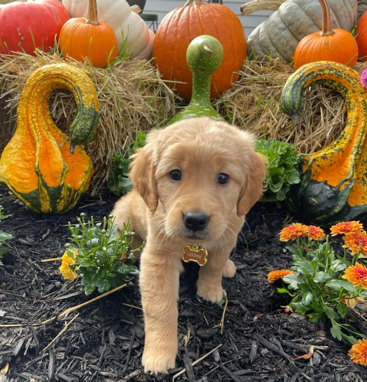 Golden retriever puppy standing among pumpkins, gourds, hay, and orange flowers