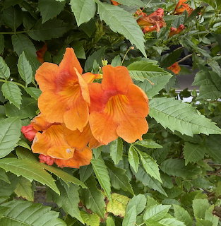 Bright orange trumpet-shaped flowers among dense green leaves