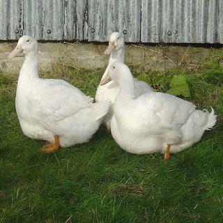White Ducks