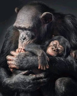 Chimpanzee Mother and Baby