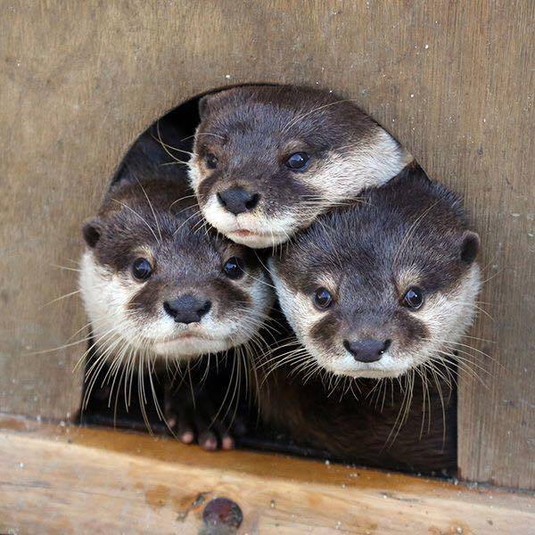Three young otters peeking out of a small wooden opening