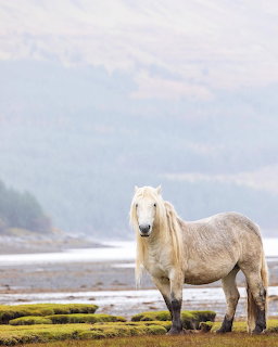 Light-colored horse standing on a mossy coastal plain with water and misty hills behind it.