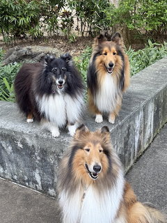 Three Shetland Sheepdogs sitting together outdoors by a stone ledge and garden