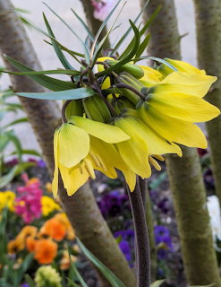 Yellow crown imperial flower with drooping petals and green leaves in a spring garden