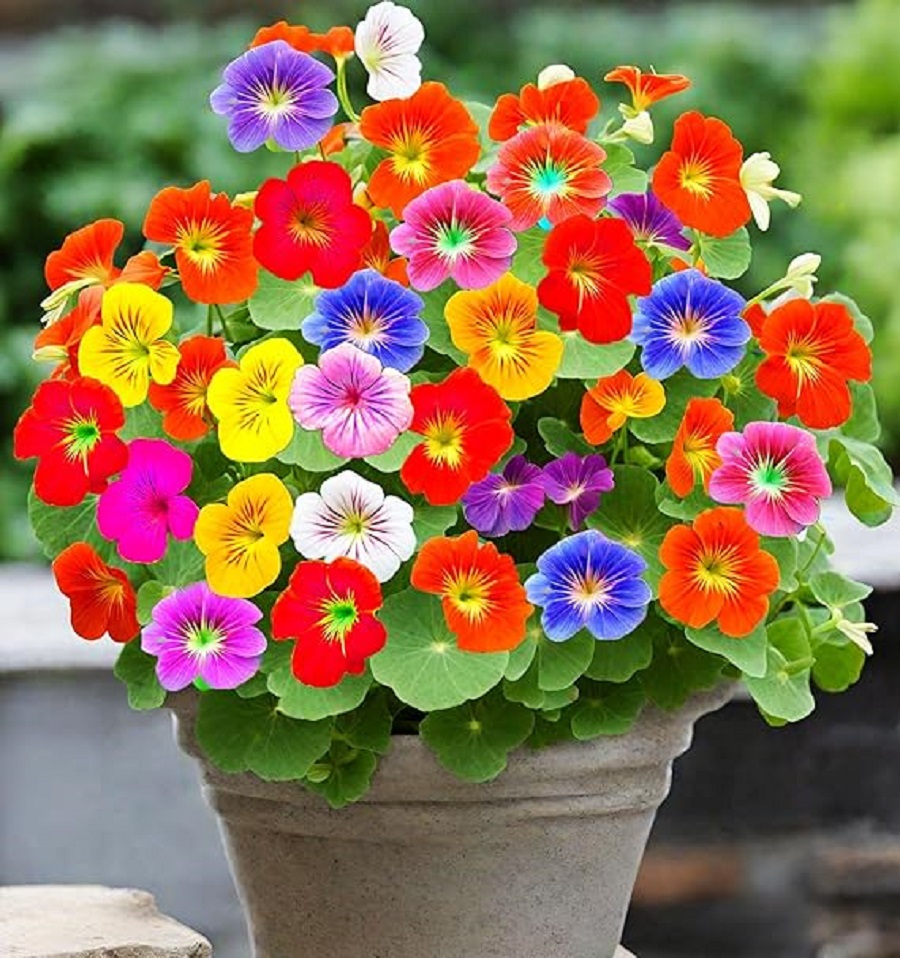 Colorful nasturtium flowers in various bright colors arranged in a clay pot