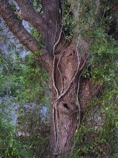Oak and Ivy Tree Trunk
