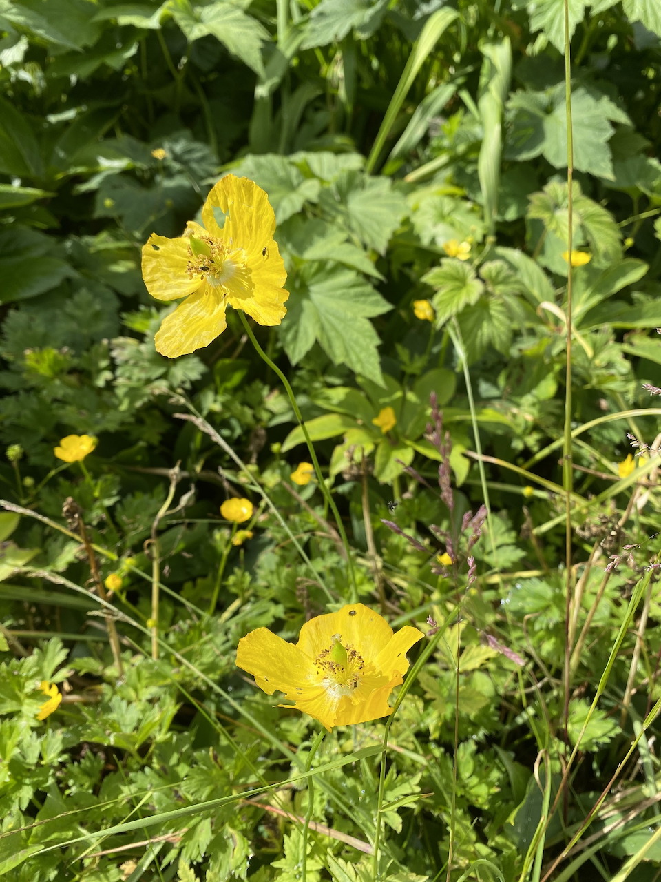 Two large yellow poppy flowers surrounded by green leaves and small yellow wildflowers in a meadow