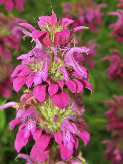 Close-up of a bright pink bee balm flower with layered petals and green foliage in background
