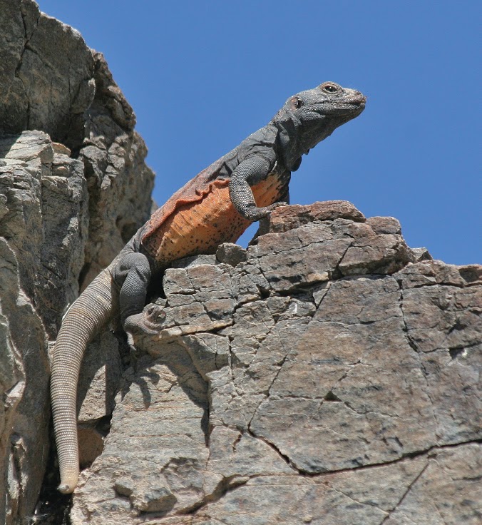 Chuckwalla lizard resting on desert rocks with detailed scaly skin