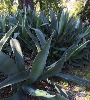 Agave Plants Garden