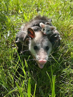 Mother opossum carrying babies on her back walking through green grass