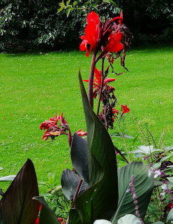 Tall red canna lily flowers with dark green leaves in a garden with green lawn