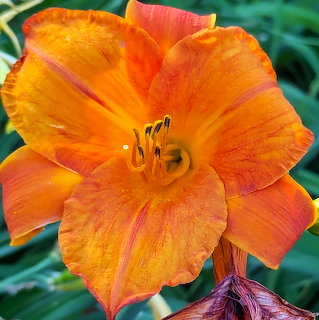 Close-up of an orange lily flower with yellow throat and prominent stamens against green leaves
