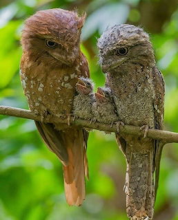 Frogmouth Family