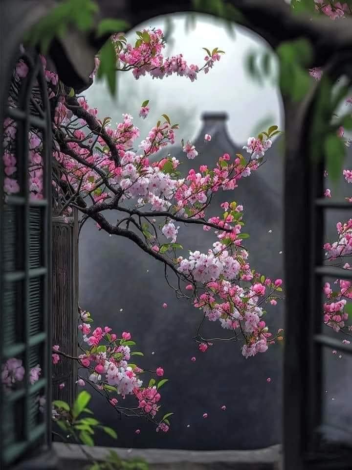 Cherry Blossoms Courtyard View