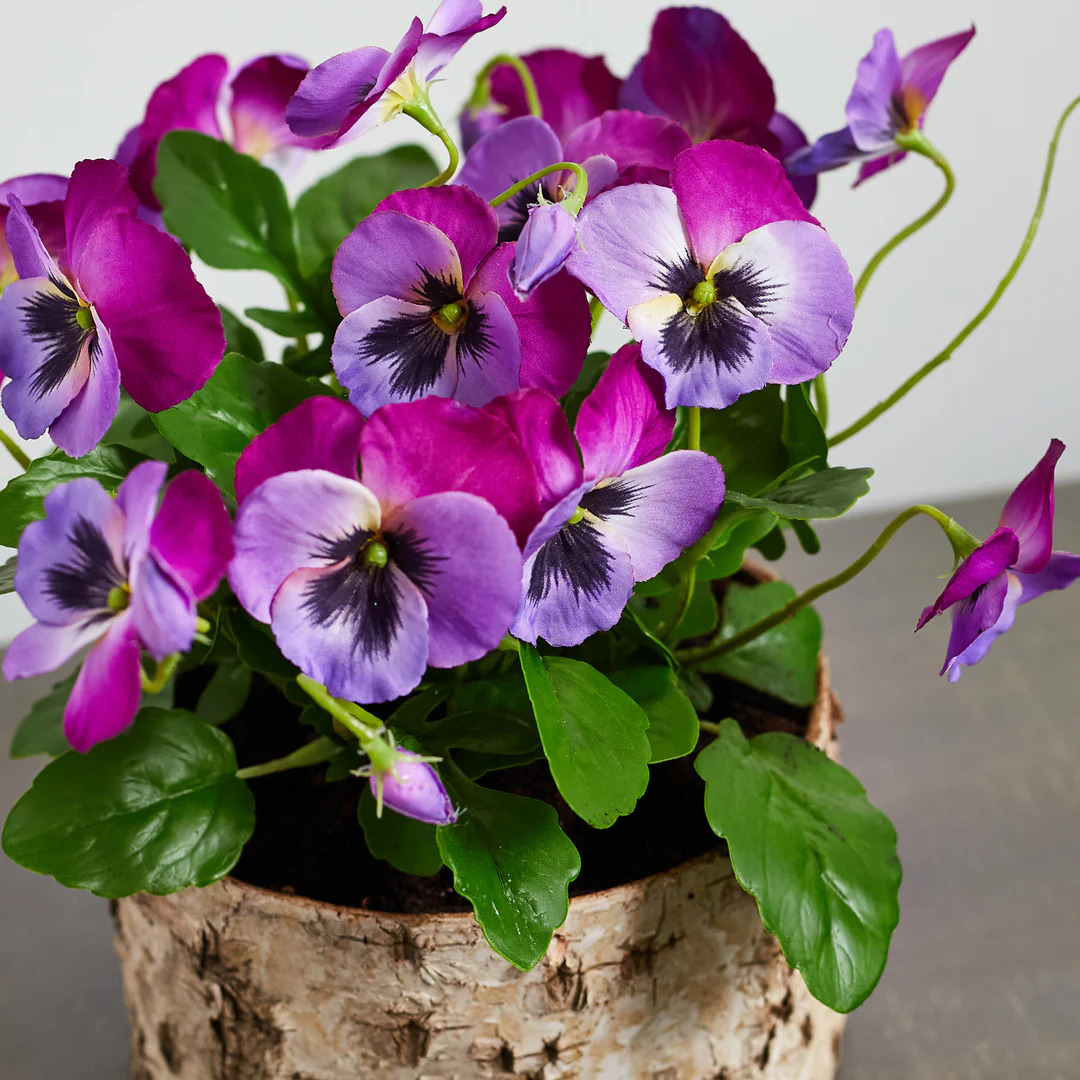 Pansies in Pot