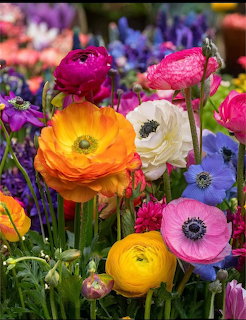 Close-up of colorful wild flowers with pink, orange, white, yellow, and purple blooms