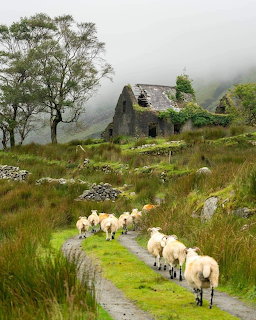 Sheep walking on path to stone cottage in foggy Irish landscape