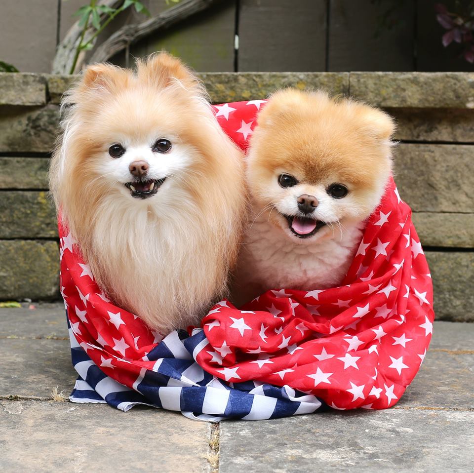 Two Pomeranian dogs wrapped in red star blanket sitting on wooden steps