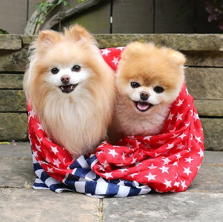 Two Pomeranian Dogs in Blanket