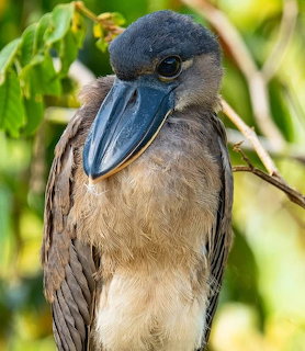 Close-up of a brown bird with a large dark beak among green foliage.