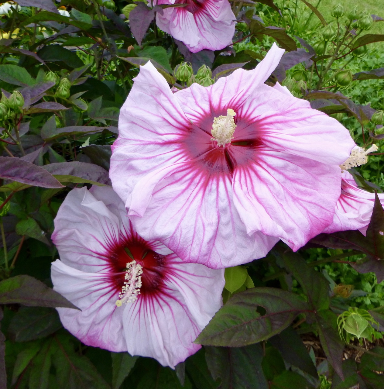 Pink Hibiscus Flowers