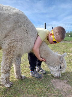 Fluffy alpaca looking at camera outdoors