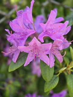 Close-up of pink rhododendron flowers with green leaves in soft focus background