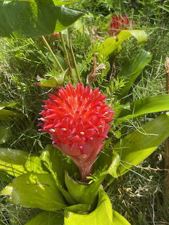 Bright red torch ginger flower surrounded by green leaves and grass in sunlight