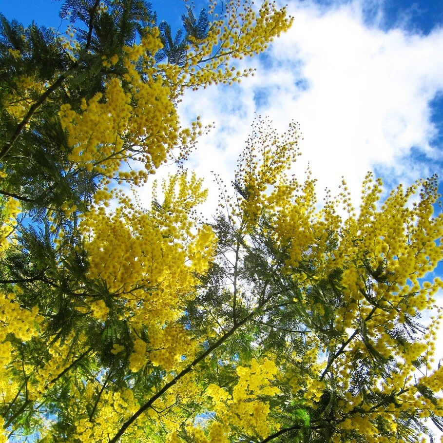Upward view of yellow autumn trees against blue sky with clouds