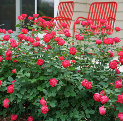 Red rose bushes in bloom with red chairs behind them on a patio