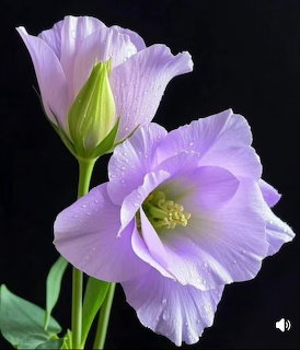 Two purple lisianthus flowers with water droplets and a green bud on a black background