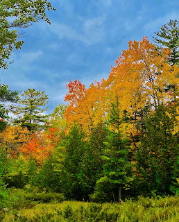 Colorful autumn forest with orange, yellow, and green trees against a blue sky