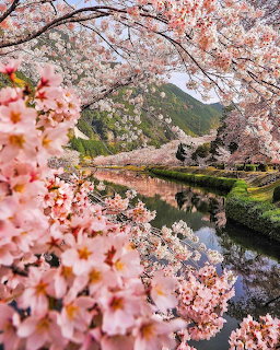 Pink cherry blossoms framing a calm river with reflections of mountains and sakura trees